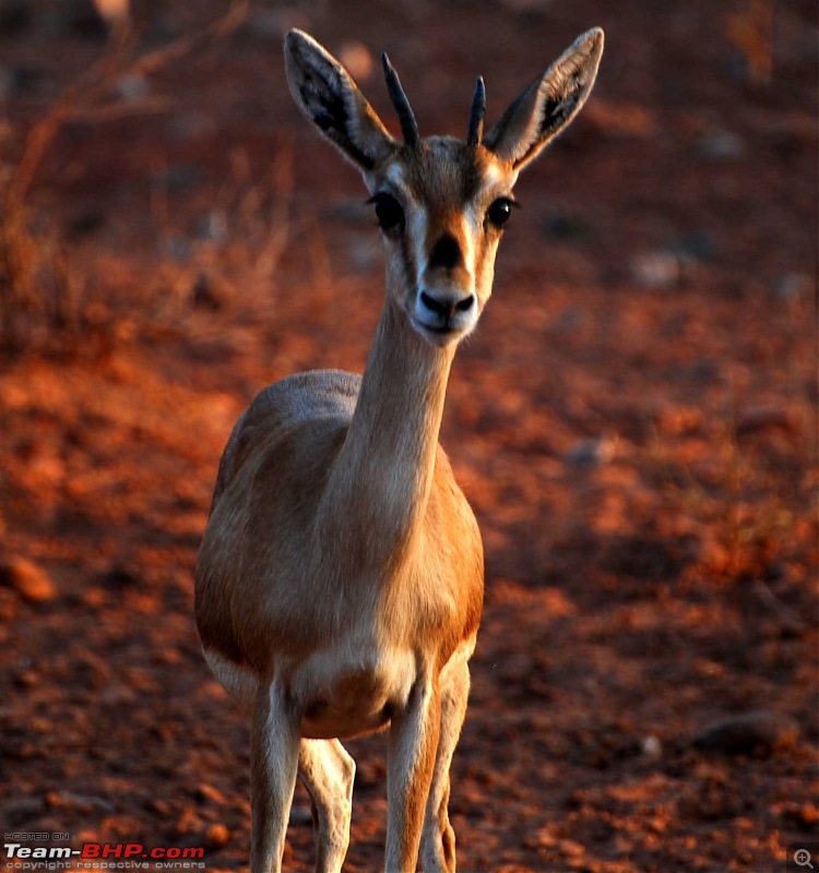 Gurgaon - Jaisalmer - Jodhpur - Bikaner - Gurgaon-deer4.jpg