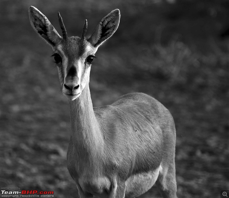 Gurgaon - Jaisalmer - Jodhpur - Bikaner - Gurgaon-deer5.jpg