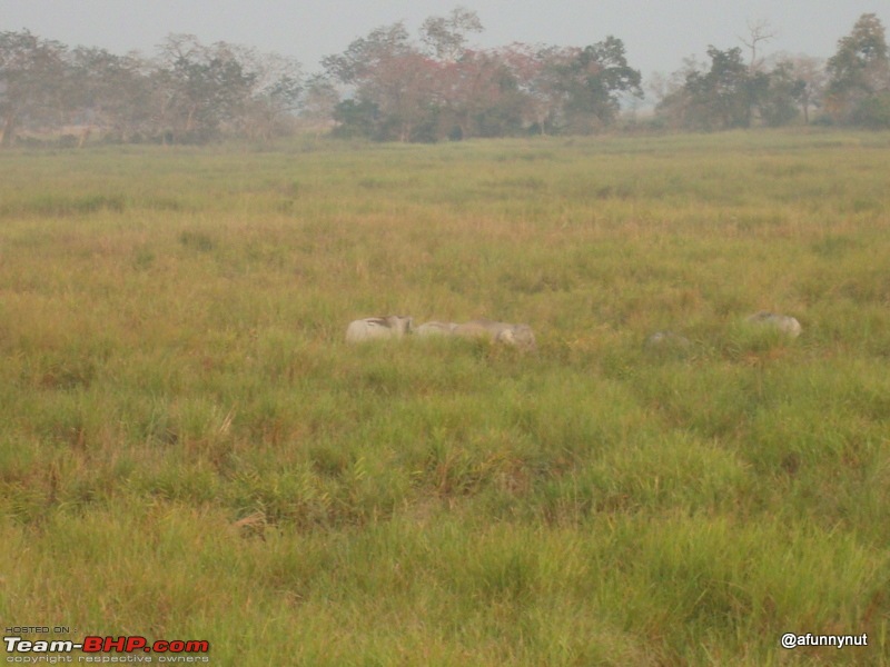 Guwahati - Kaziranga - Shillong trip-055dsc01765.jpg