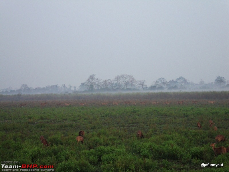 Guwahati - Kaziranga - Shillong trip-142dsc01875.jpg