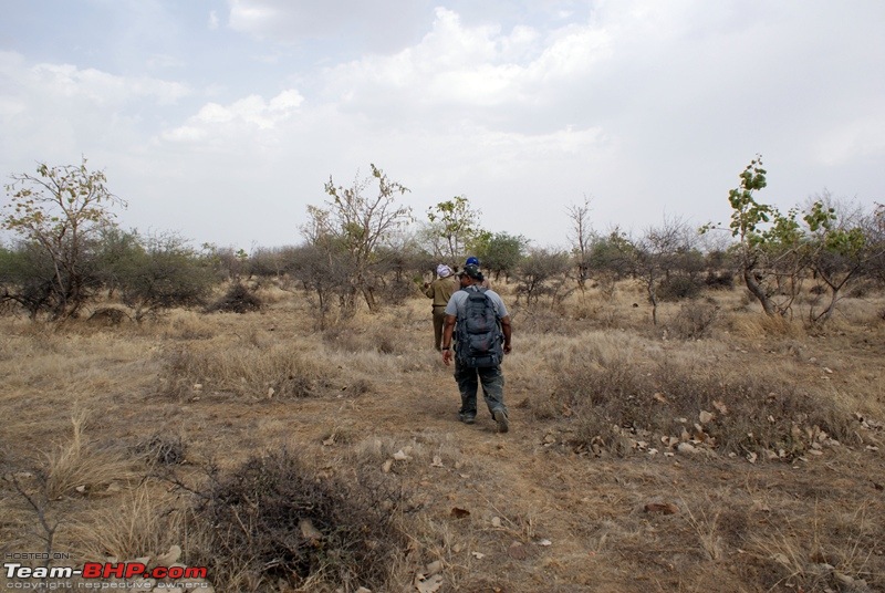 Ranthambhore : Water Hole Animal Census, tigers, forts and more....-dsc09363.jpg