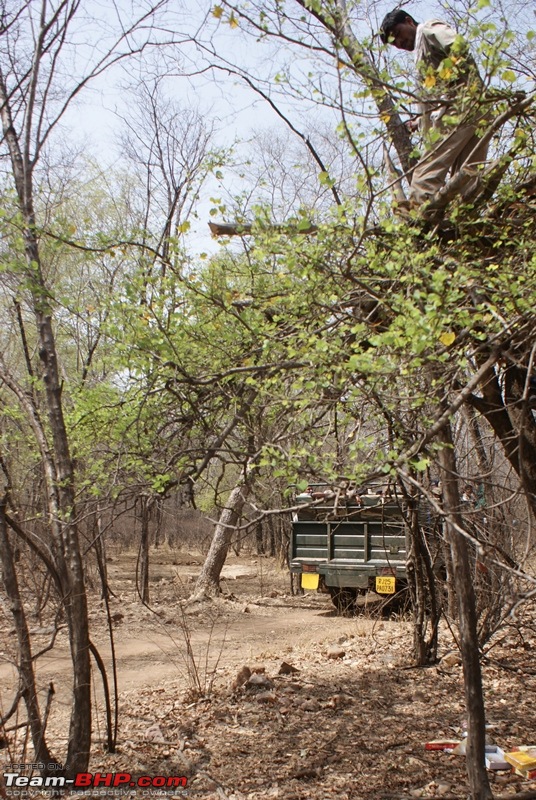 Ranthambhore : Water Hole Animal Census, tigers, forts and more....-dsc09411.jpg