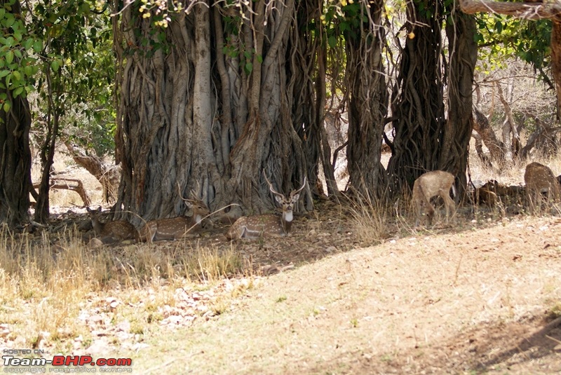 Ranthambhore : Water Hole Animal Census, tigers, forts and more....-dsc09422.jpg