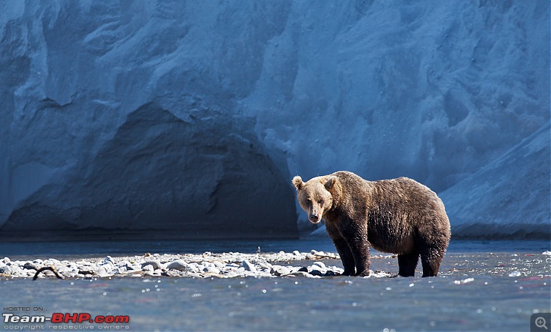 Bears, Volcanoes & what not, Far East Russia: Photologue-_a0r7313.jpg