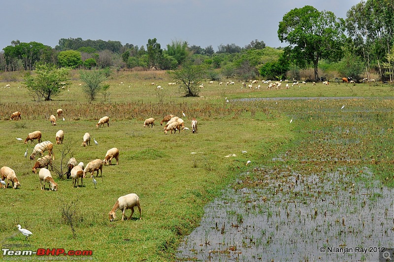 Exploring the Great Indian Outdoors-dsc_3055.jpg