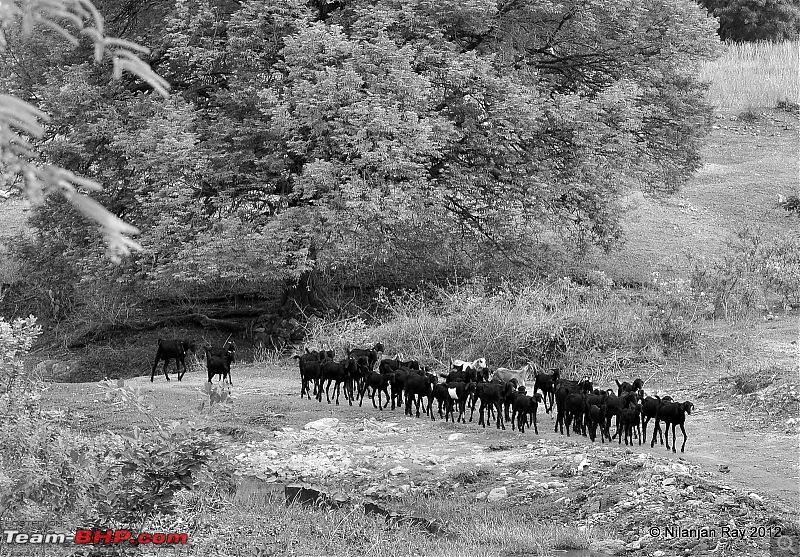 Exploring the Great Indian Outdoors-dsc_3141.jpg