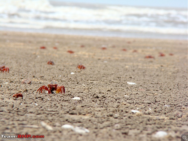 Tajpur : Close to Kolkata, but fun too-dsc08682.jpg