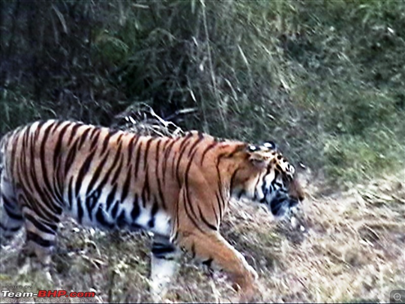 Kanha Jungle Safari- [Lucky this time]-1_25_2009-4_23-pm_00021.jpg