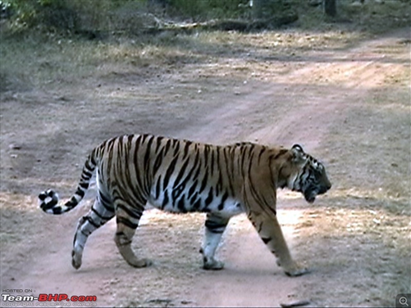Kanha Jungle Safari- [Lucky this time]-1_25_2009-4_23-pm_00051.jpg