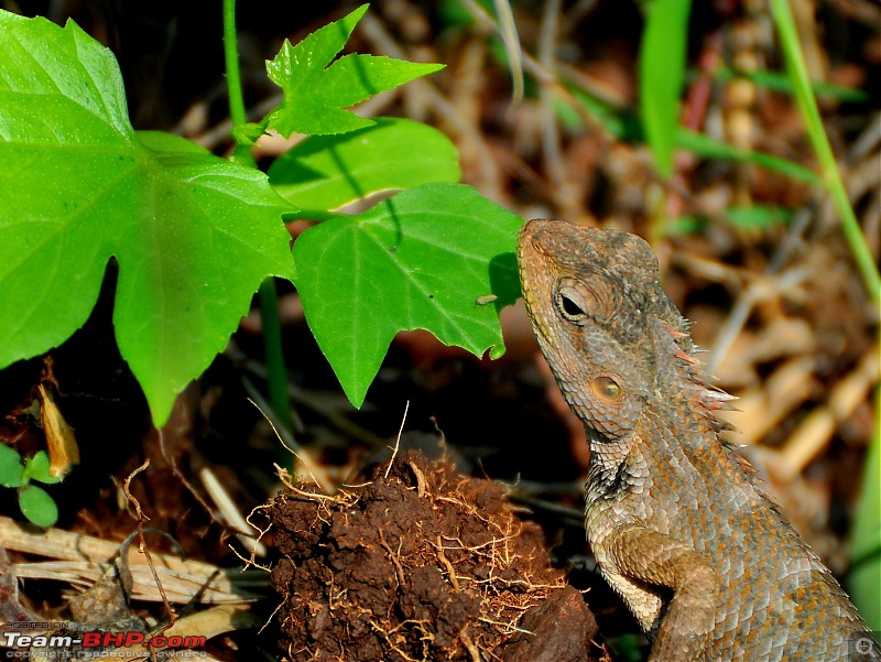 Exploring the Great Indian Outdoors-dsc_3529.jpg