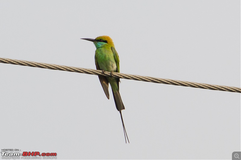 A shutterbug experiences around chennai - Weekend getaways in chennai-green-bee-eater-wire.jpg