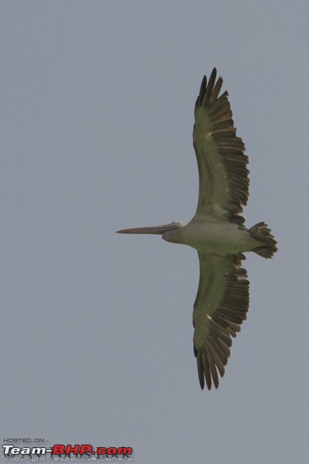 A shutterbug experiences around chennai - Weekend getaways in chennai-pelican-flight.jpg