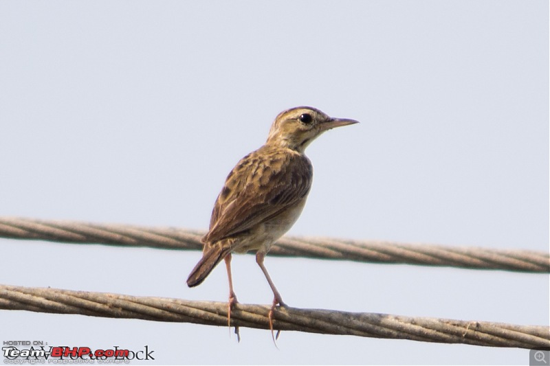 A shutterbug experiences around chennai - Weekend getaways in chennai-sparrow.jpg