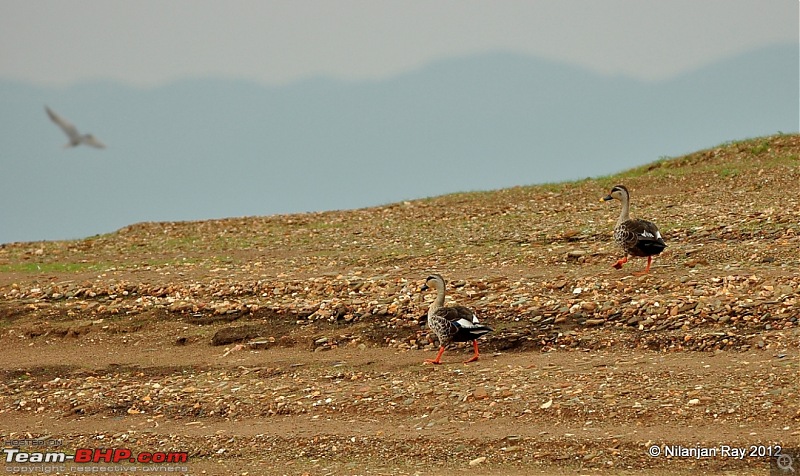 Exploring the Great Indian Outdoors-dsc_3699.jpg