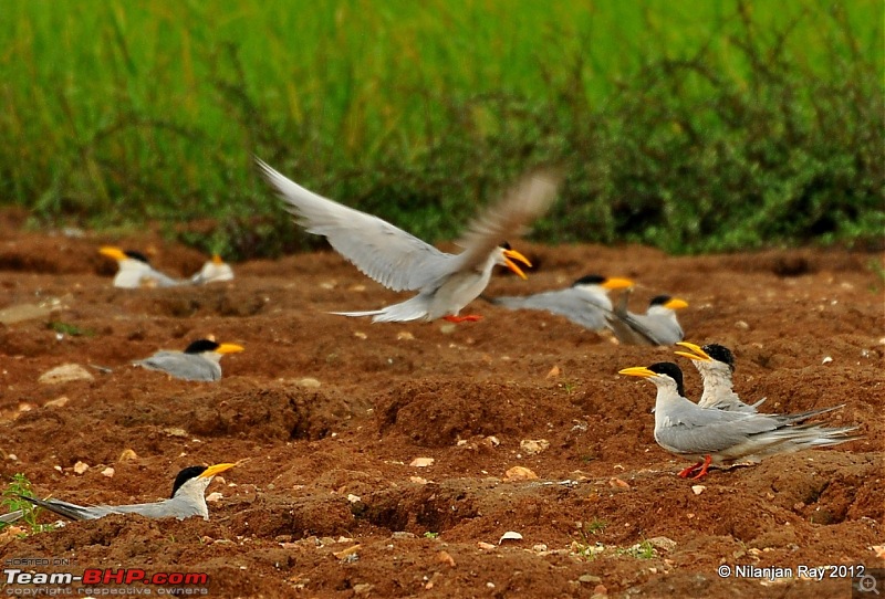 Exploring the Great Indian Outdoors-dsc_3775.jpg