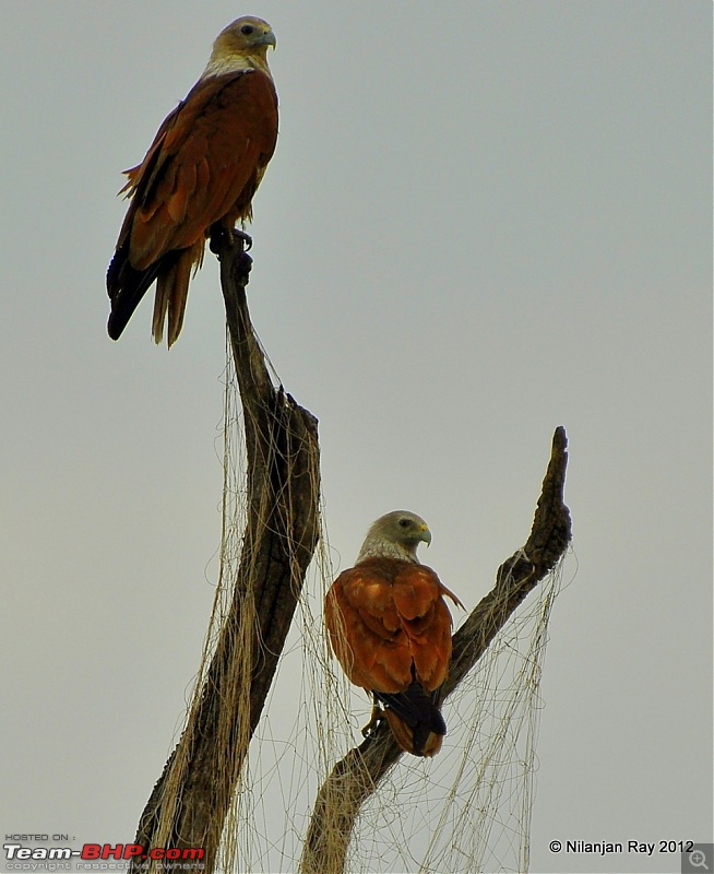 Exploring the Great Indian Outdoors-dsc_3936.jpg