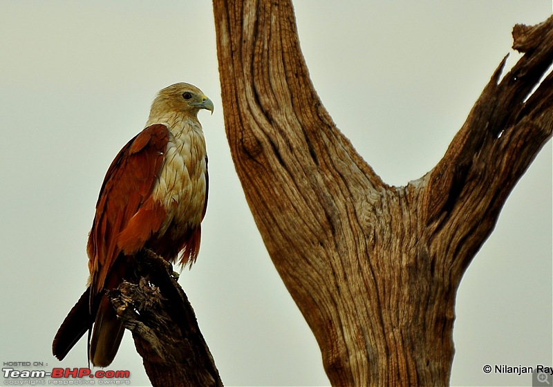 Exploring the Great Indian Outdoors-dsc_3991.jpg