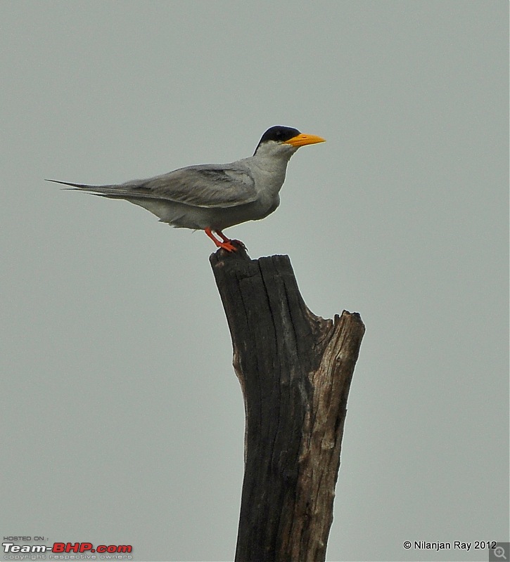 Exploring the Great Indian Outdoors-dsc_4035.jpg