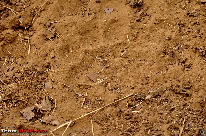 Tadoba Tiger Reserve visit - May 2012-0004.jpg