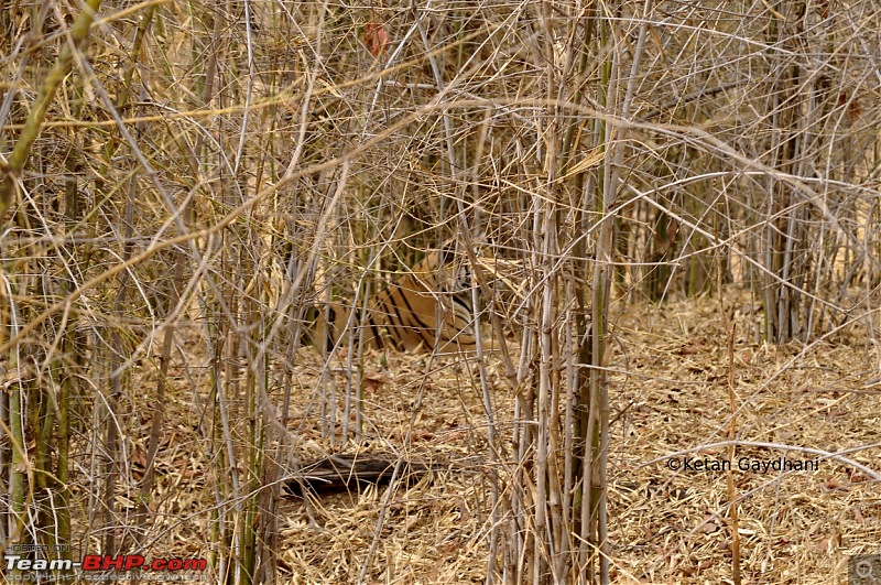Tadoba Tiger Reserve visit - May 2012-0005.jpg