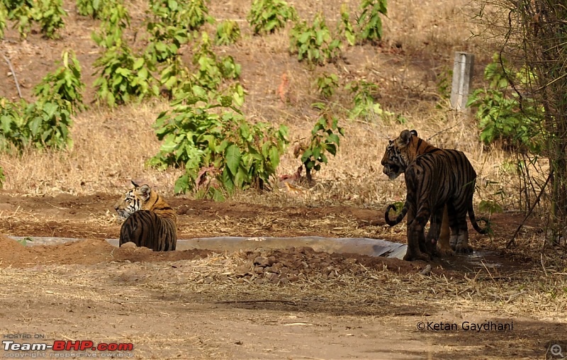 Tadoba Tiger Reserve visit - May 2012-0007.jpg