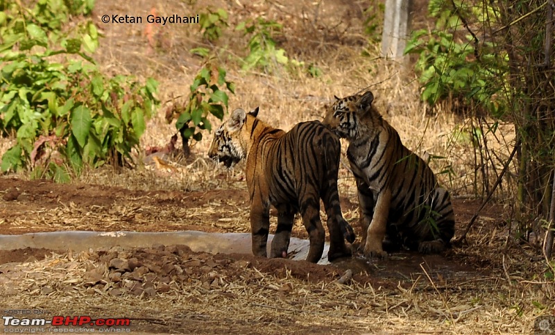 Tadoba Tiger Reserve visit - May 2012-0008.jpg