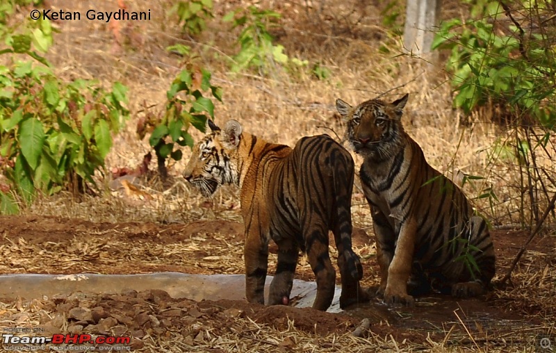 Tadoba Tiger Reserve visit - May 2012-0009.jpg