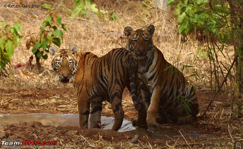 Tadoba Tiger Reserve visit - May 2012-0010.jpg