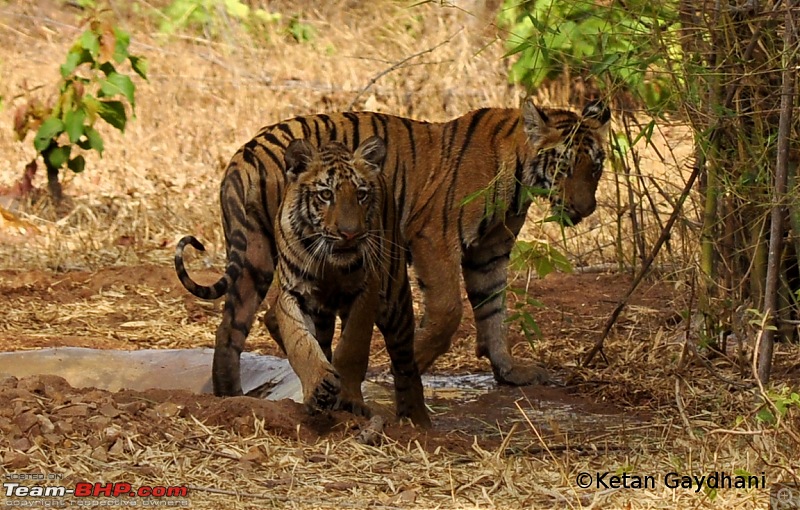 Tadoba Tiger Reserve visit - May 2012-0011.jpg