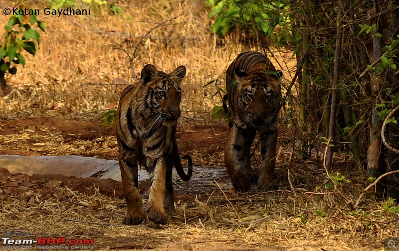Tadoba Tiger Reserve visit - May 2012-0012.jpg
