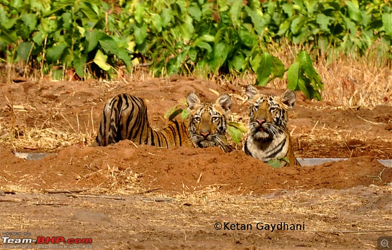 Tadoba Tiger Reserve visit - May 2012-0013.jpg