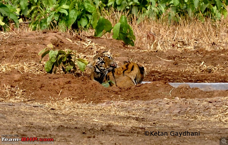 Tadoba Tiger Reserve visit - May 2012-0014.jpg