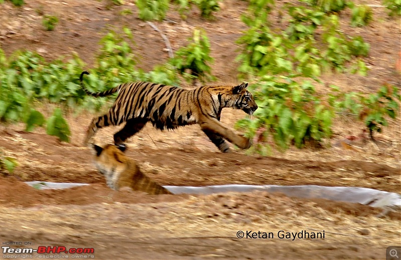 Tadoba Tiger Reserve visit - May 2012-0015.jpg