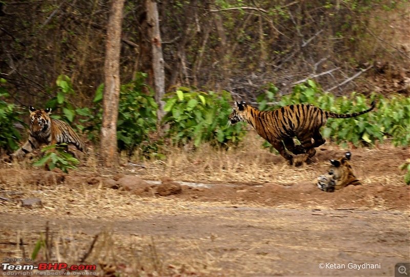 Tadoba Tiger Reserve visit - May 2012-0016.jpg