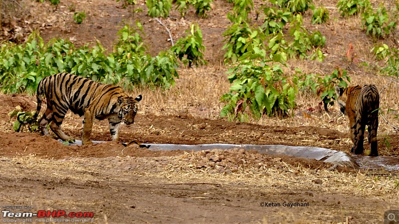 Tadoba Tiger Reserve visit - May 2012-0017.jpg