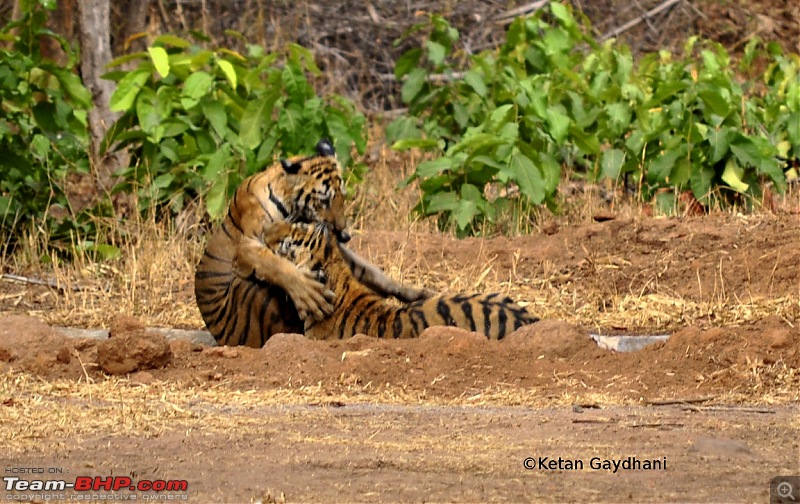 Tadoba Tiger Reserve visit - May 2012-0018.jpg