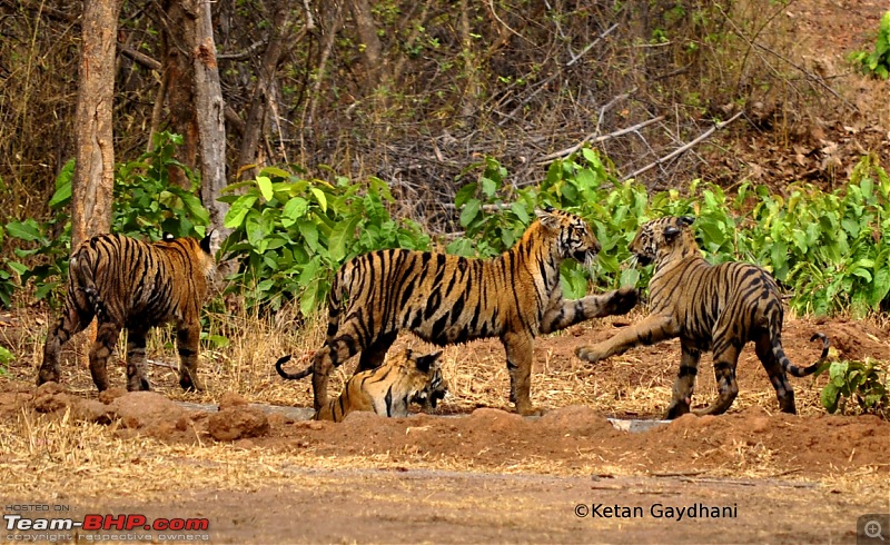 Tadoba Tiger Reserve visit - May 2012-0019.jpg