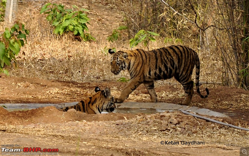 Tadoba Tiger Reserve visit - May 2012-0020.jpg