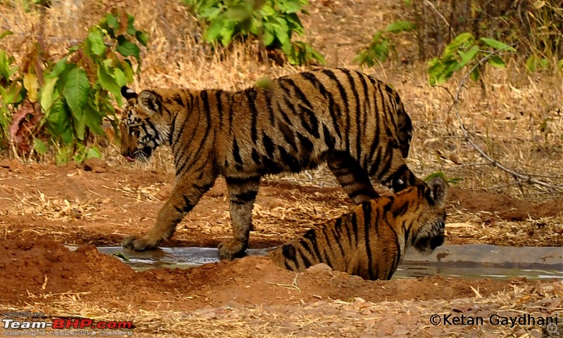 Tadoba Tiger Reserve visit - May 2012-0021.jpg