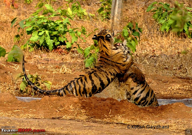 Tadoba Tiger Reserve visit - May 2012-0023.jpg