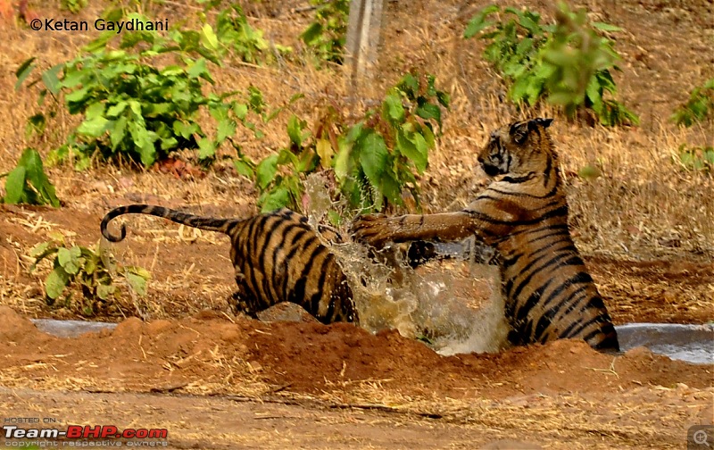 Tadoba Tiger Reserve visit - May 2012-0024.jpg