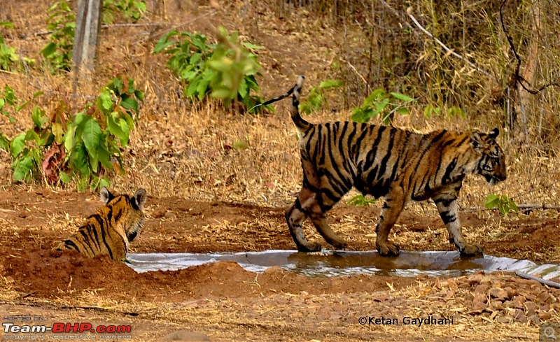 Tadoba Tiger Reserve visit - May 2012-0025.jpg