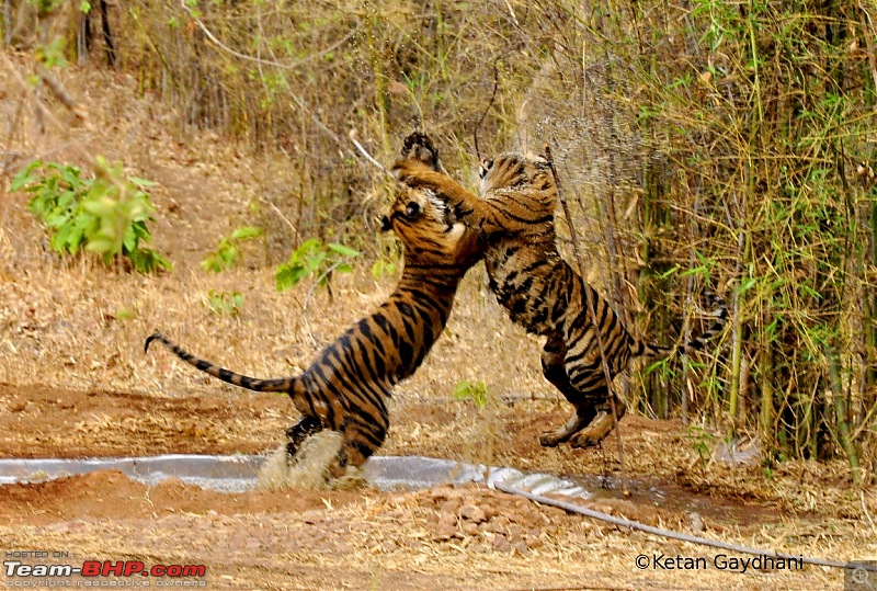 Tadoba Tiger Reserve visit - May 2012-0026.jpg