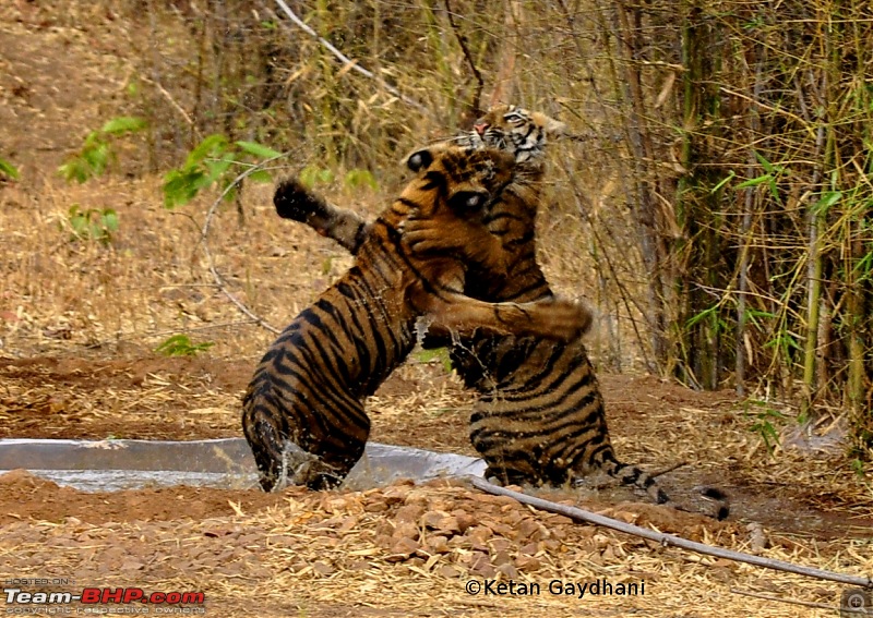 Tadoba Tiger Reserve visit - May 2012-0027.jpg