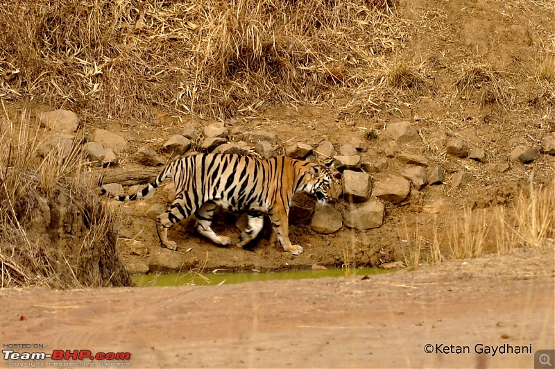 Tadoba Tiger Reserve visit - May 2012-0028.jpg