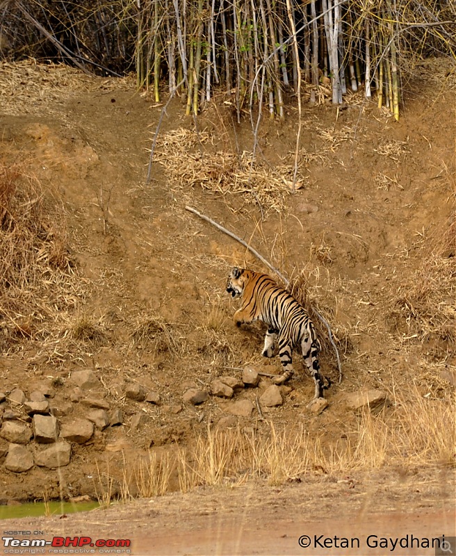 Tadoba Tiger Reserve visit - May 2012-0029.jpg