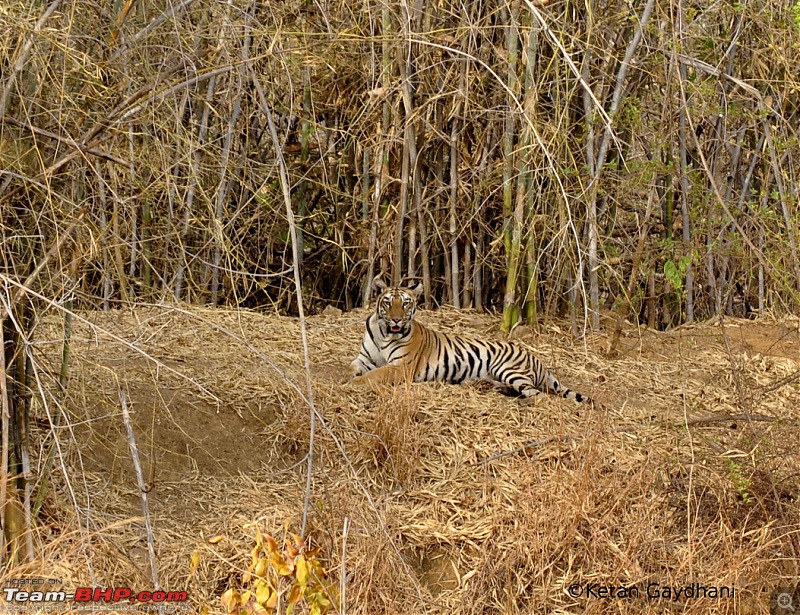 Tadoba Tiger Reserve visit - May 2012-0030.jpg