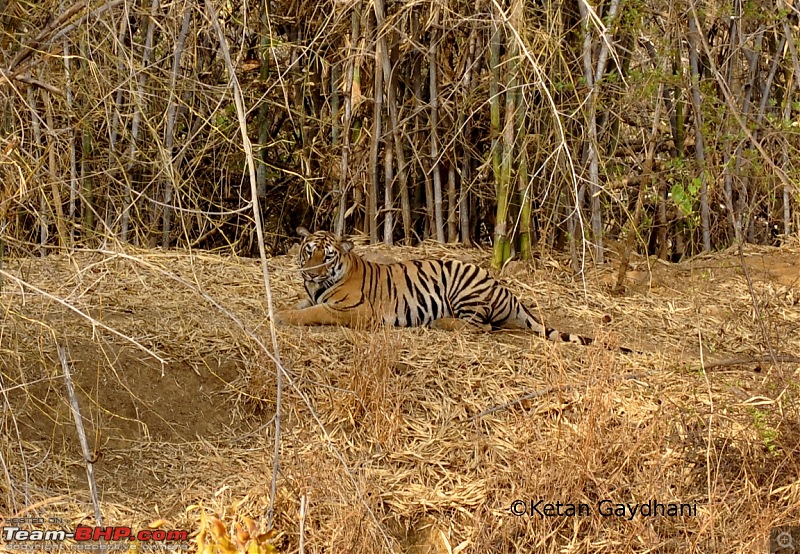 Tadoba Tiger Reserve visit - May 2012-0031.jpg