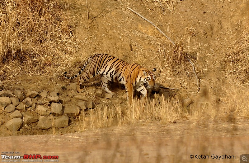 Tadoba Tiger Reserve visit - May 2012-0032.jpg