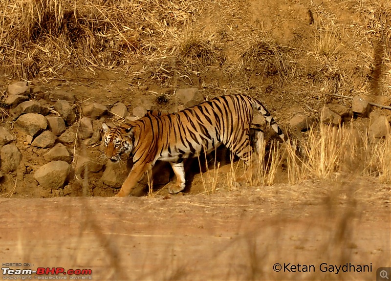 Tadoba Tiger Reserve visit - May 2012-0033.jpg